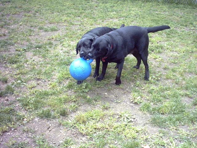 Jones, Daisy and Raven