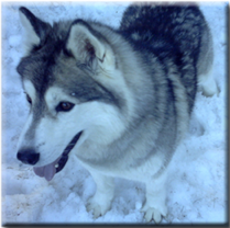 One of our canine guests...